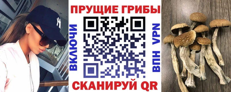 дарк нет Telegram  KRAKEN ссылка  Почеп  Галлюциногенные грибы MAGIC MUSHROOMS 